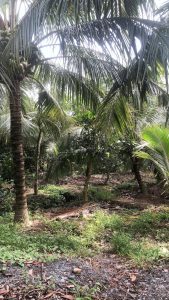 SỞ HỮU NGAY ĐẤT ĐẸP TẠI AN SƠN, THUẬN AN – GẦN SÔNG SÀI GÒN!