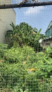 BÁN GẤP LÔ ĐẤT MT ĐƯỜNG SỐ 17 – DT 90M2, KẾ QL13, P. HIỆP BÌNH PHƯỚC, THỦ ĐỨC! 🚩